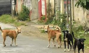 ಸಾಂದರ್ಭಿಕ ಚಿತ್ರ